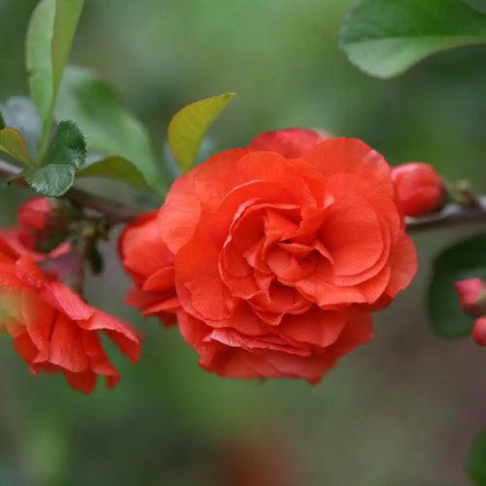PW® Double Take™ Orange Flowering Quince Shrub