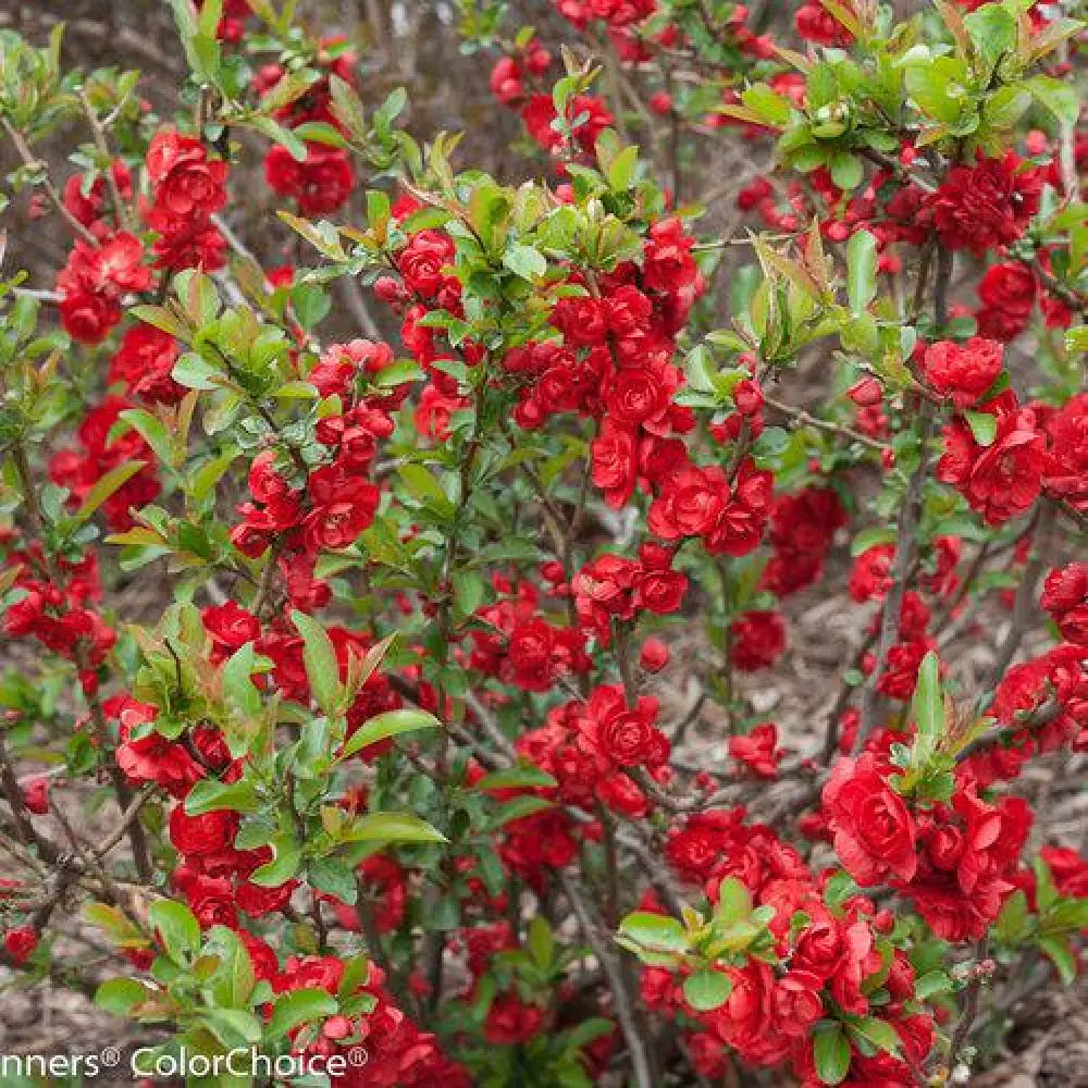 PW® Double Take™ Scarlet Flowering Quince Shrub