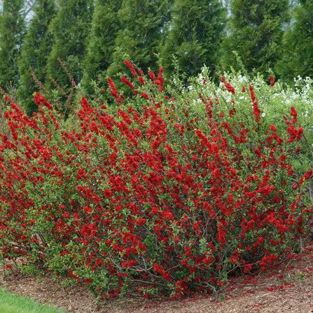 PW® Double Take™ Scarlet Flowering Quince Shrub