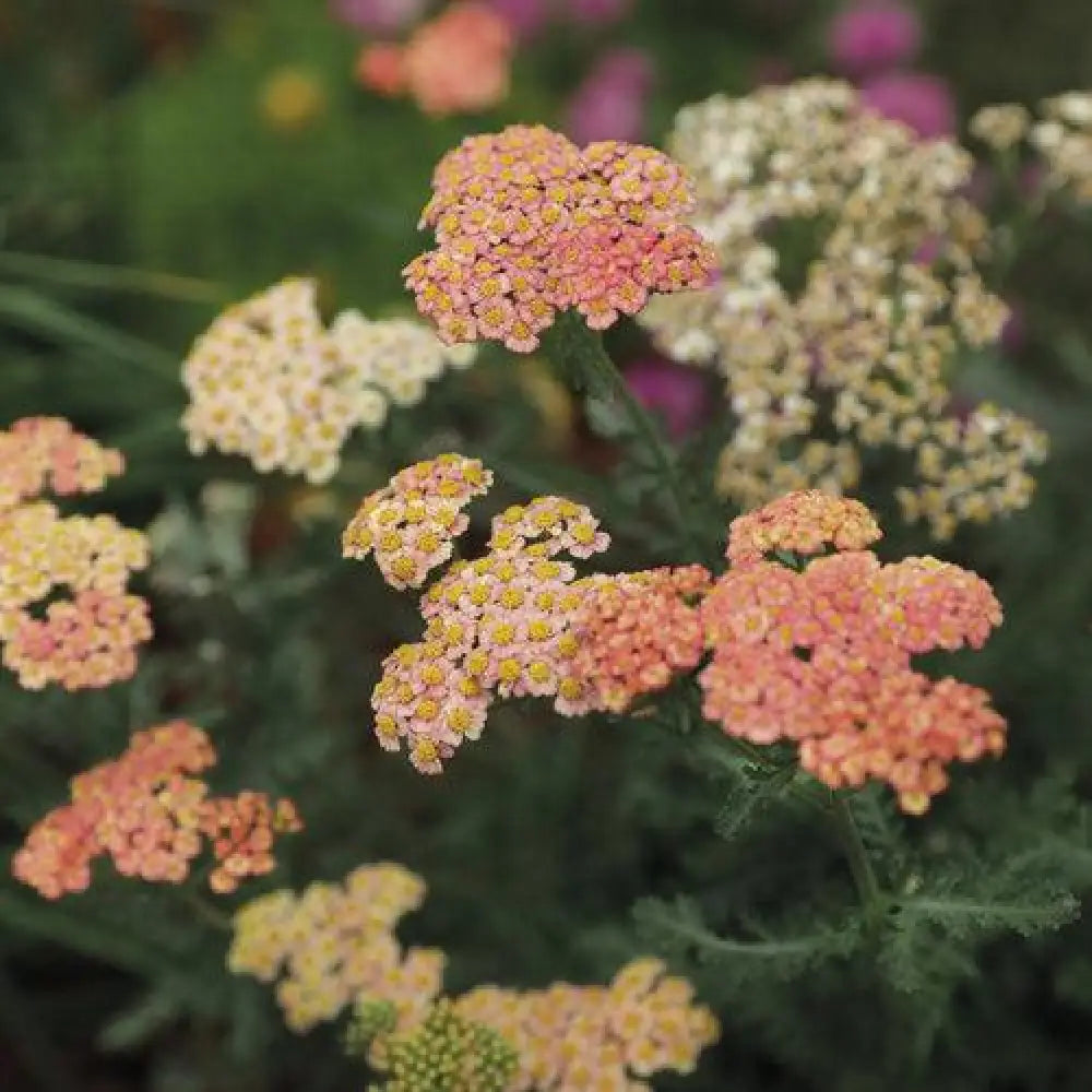 PW® Firefly Peach Sky Yarrow 1 GALLON Perennial