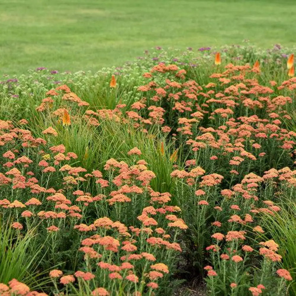 PW® Firefly Peach Sky Yarrow 1 GALLON Perennial