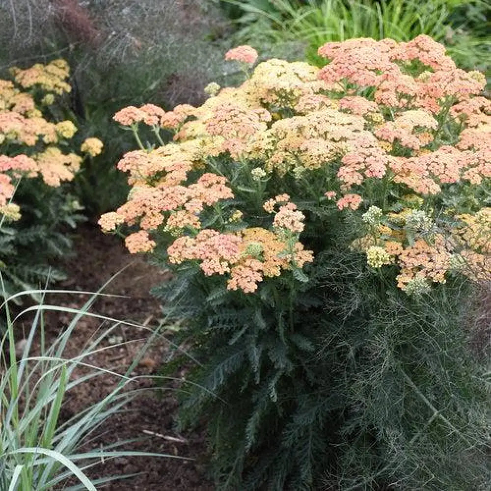 PW® Firefly Peach Sky Yarrow 1 GALLON Perennial
