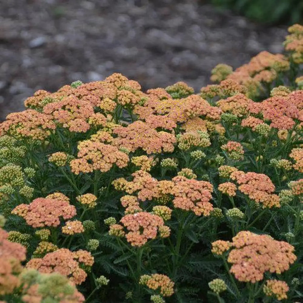 PW® Firefly Peach Sky Yarrow 1 GALLON Perennial