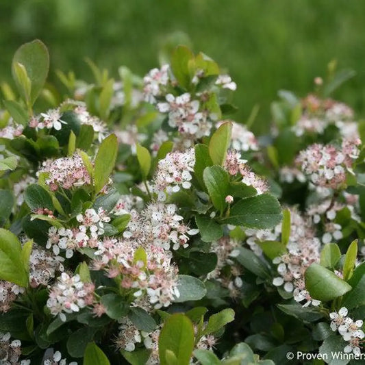 PW® Low Scape Mound® Aronia Shrub