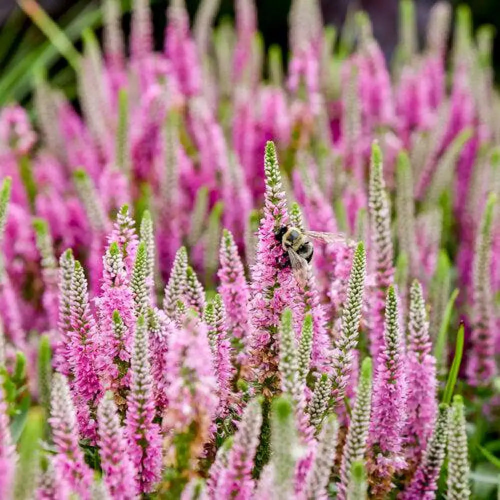 PW® Magic Show® Pink Potion Veronica 1 GALLON Perennial