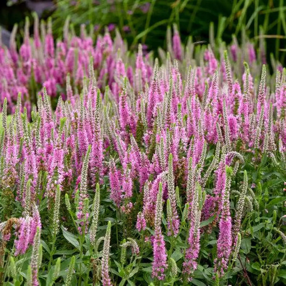 PW® Magic Show® Pink Potion Veronica 1 GALLON Perennial