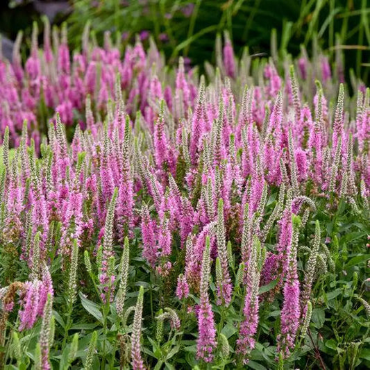 PW® Magic Show® Pink Potion Veronica 1 GALLON Perennial
