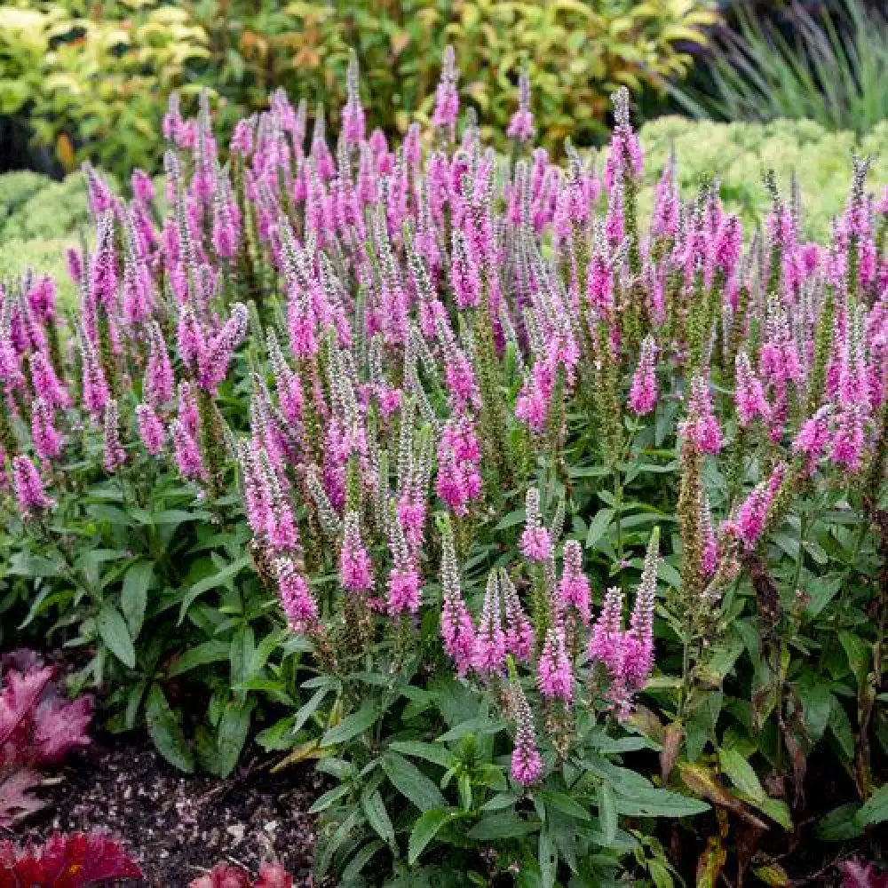 PW® Magic Show® Pink Potion Veronica 1 GALLON Perennial