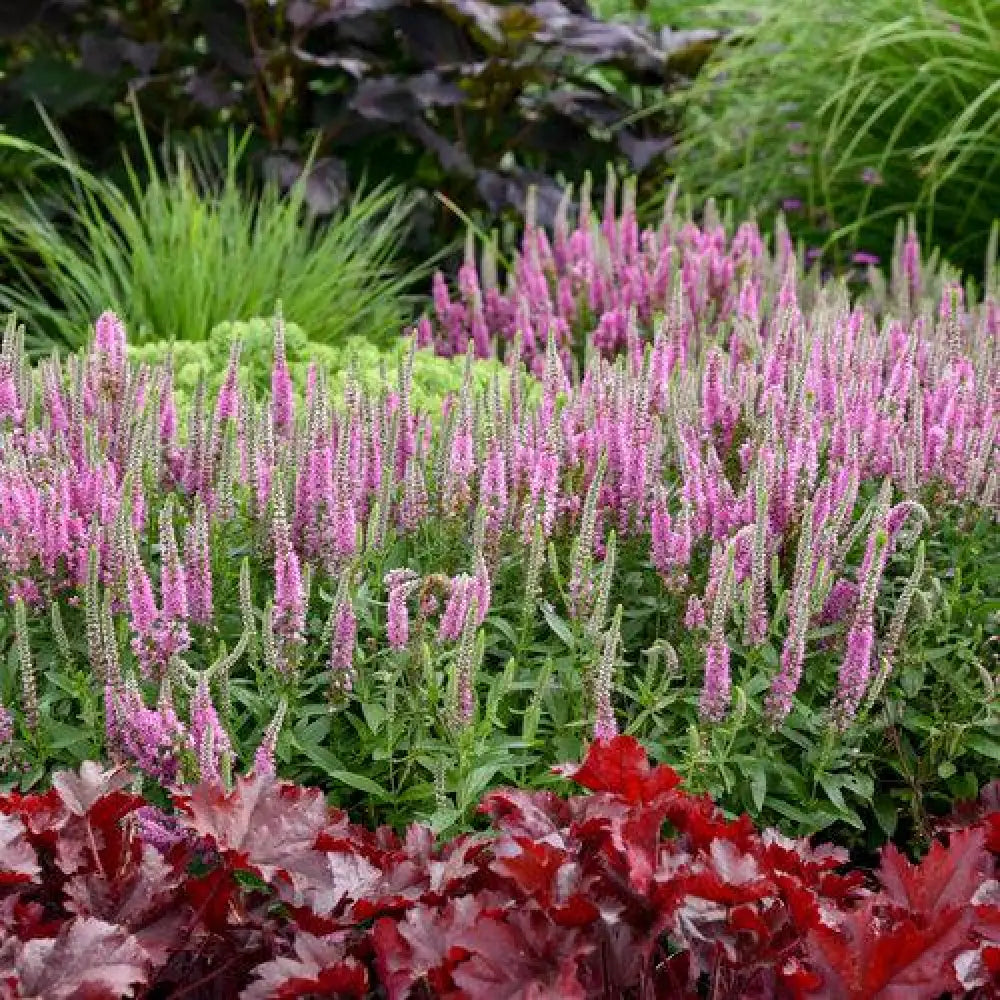 PW® Magic Show® Pink Potion Veronica 1 GALLON Perennial