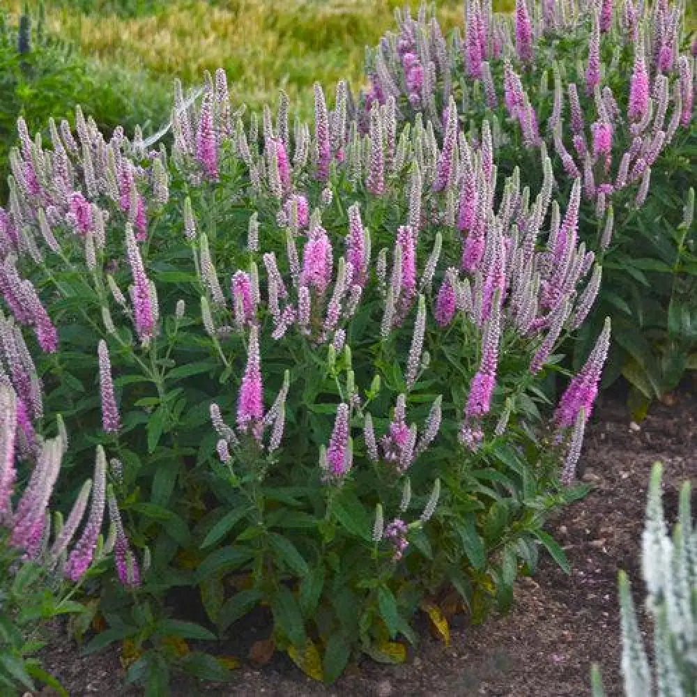 PW® Magic Show® Pink Potion Veronica 1 GALLON Perennial