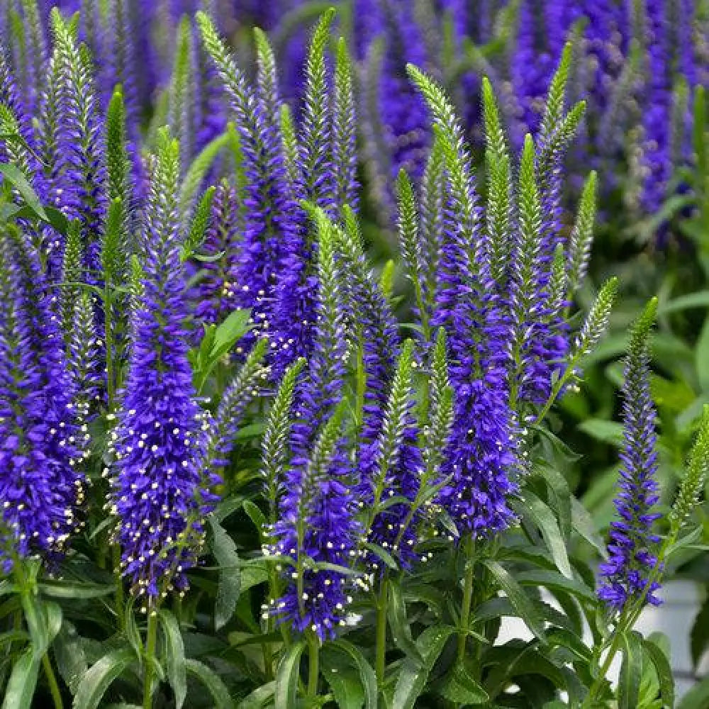 PW® Magic Show® Wizard of Ahhs Veronica Perennial