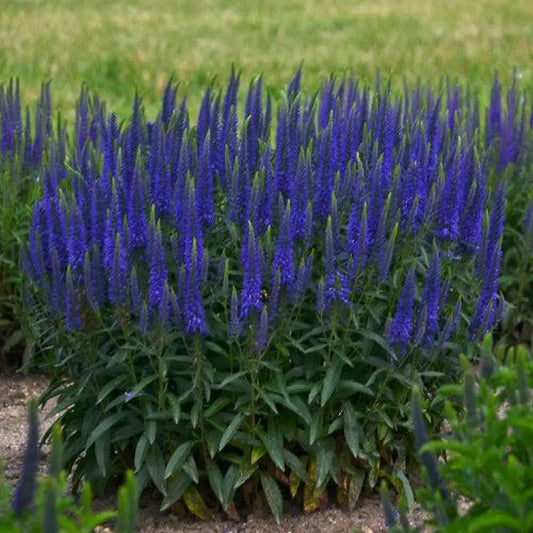 PW® Magic Show® Wizard of Ahhs Veronica Perennial