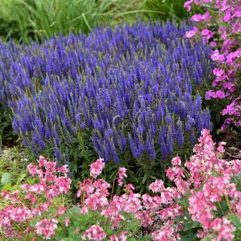 PW® Magic Show® Wizard of Ahhs Veronica Perennial