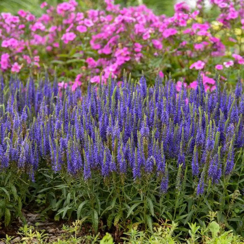 PW® Magic Show® Wizard of Ahhs Veronica Perennial