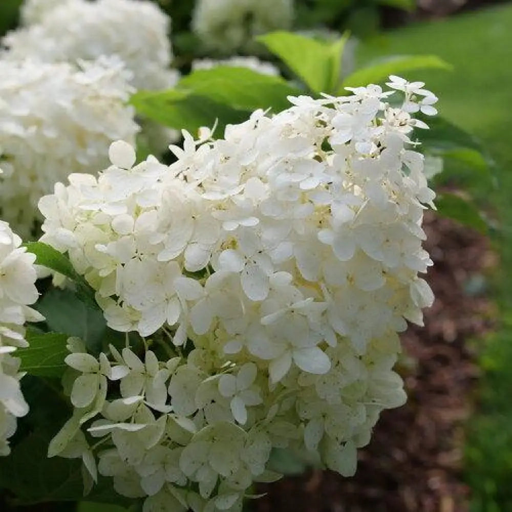 PW® Puffer Fish® Hydrangea Shrub