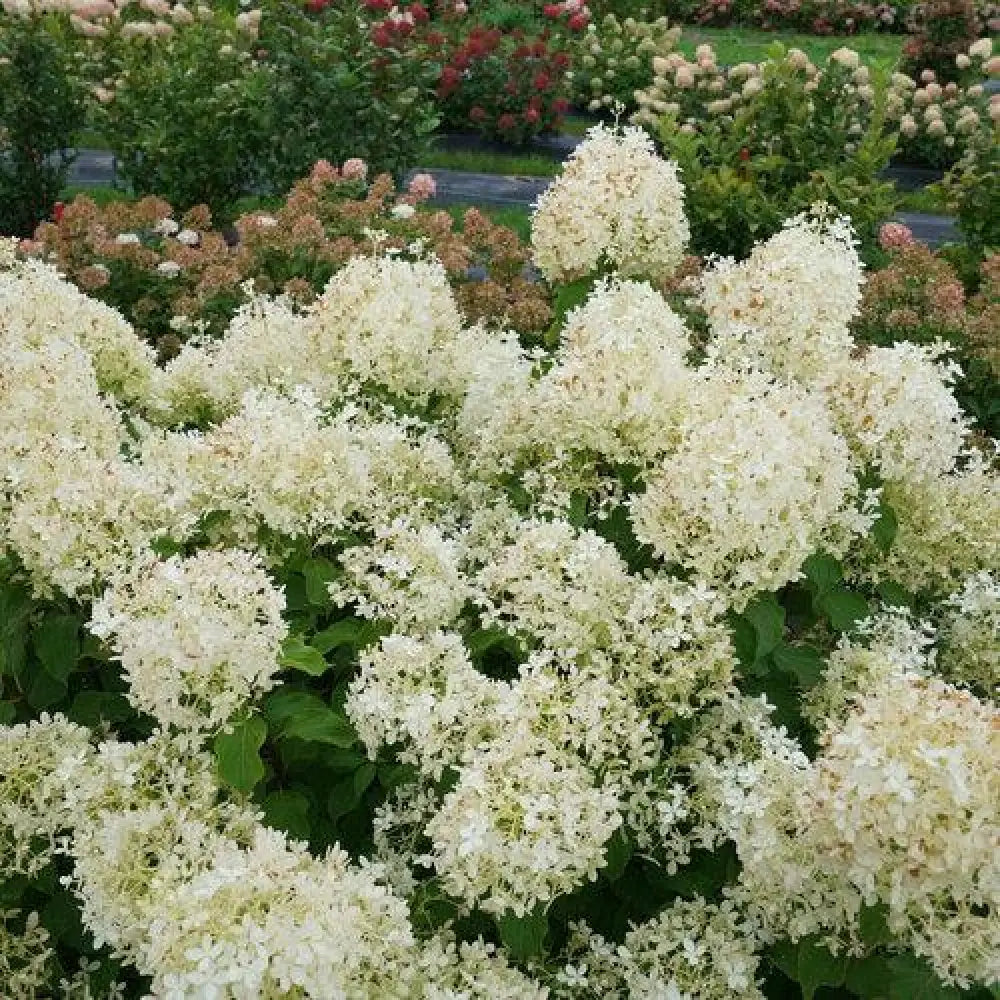PW® Puffer Fish® Hydrangea Shrub