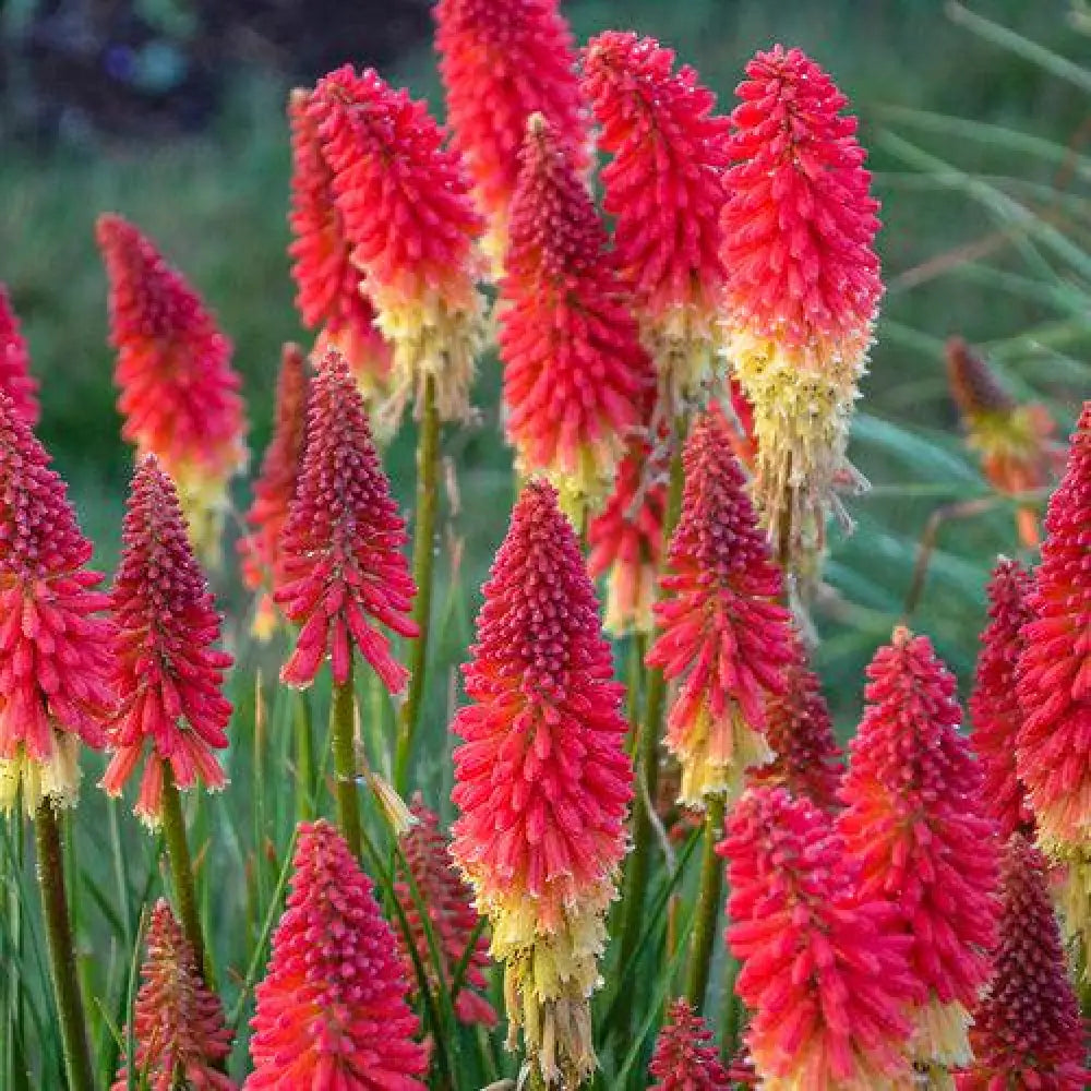 PW® Pyromania® Rocket’s Red Glare Red Hot Poker Torch Lily 1 GALLON Perennial