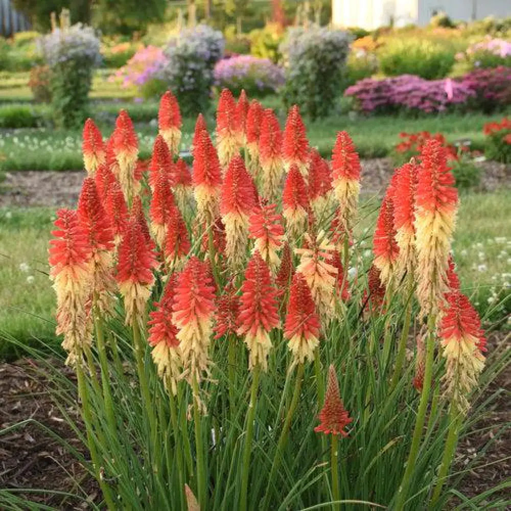 PW® Pyromania® Rocket’s Red Glare Red Hot Poker Torch Lily 1 GALLON Perennial