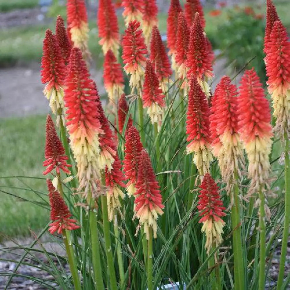 PW® Pyromania® Rocket’s Red Glare Red Hot Poker Torch Lily 1 GALLON Perennial
