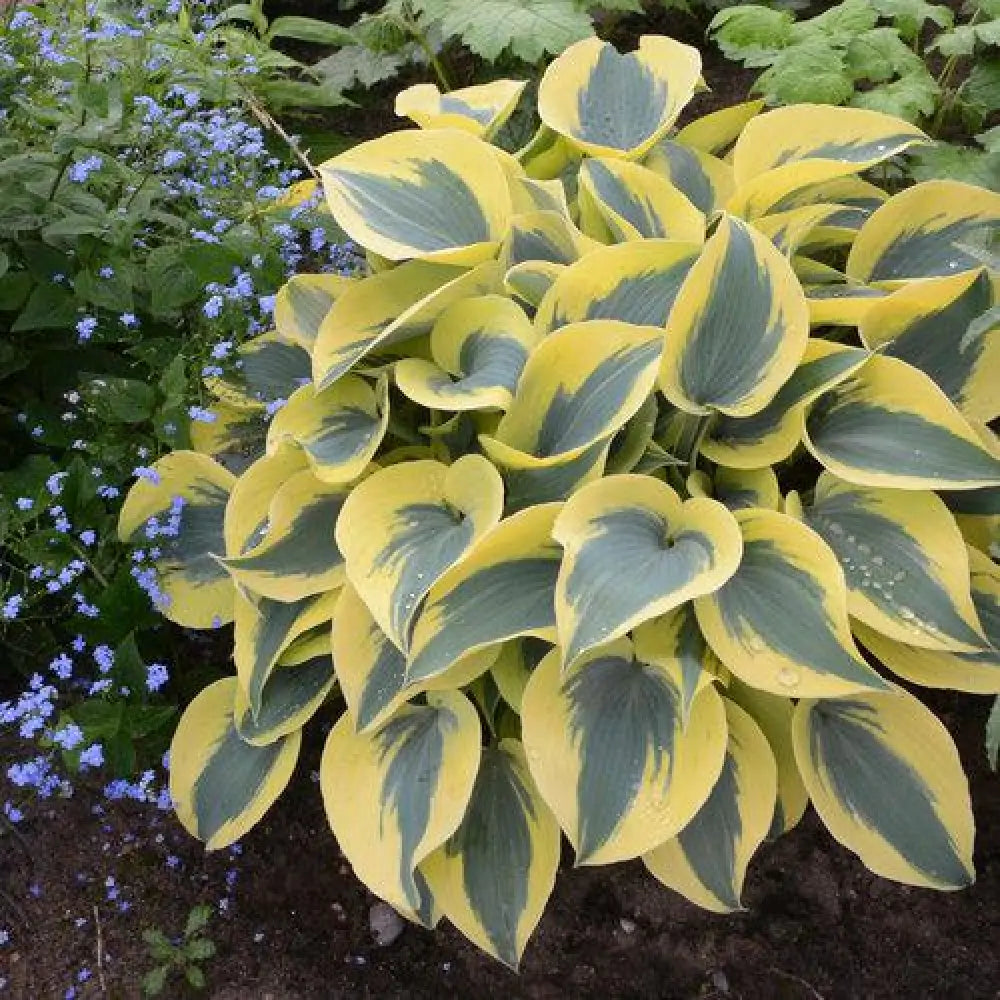 PW® Shadowland® Autumn Frost Hosta 1 GALLON Perennial
