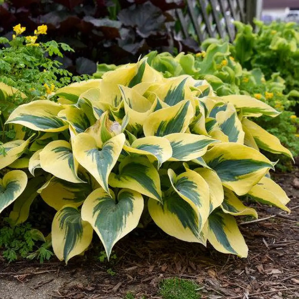 PW® Shadowland® Autumn Frost Hosta 1 GALLON Perennial