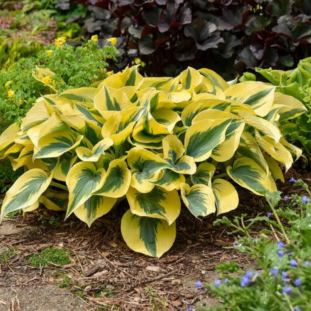 PW® Shadowland® Autumn Frost Hosta 1 GALLON Perennial