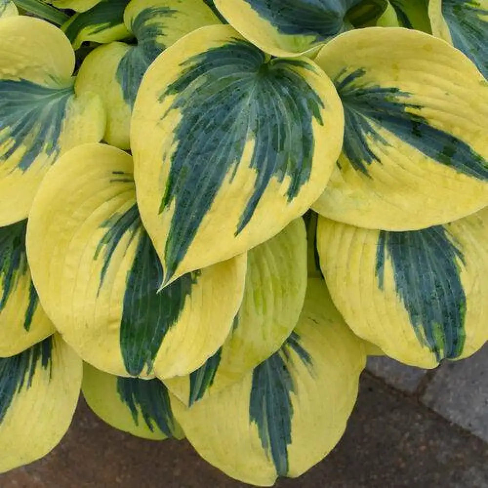 PW® Shadowland® Autumn Frost Hosta 1 GALLON Perennial