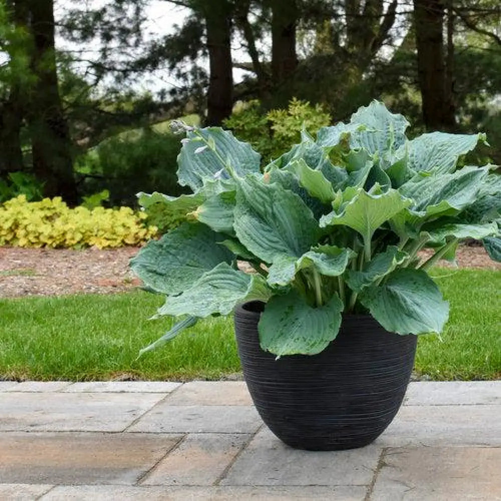 PW® Shadowland® Diamond Lake Hosta 1 GALLON Perennial