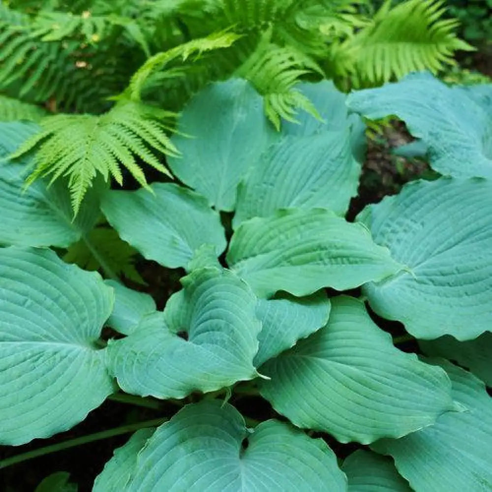PW® Shadowland® Diamond Lake Hosta 1 GALLON Perennial