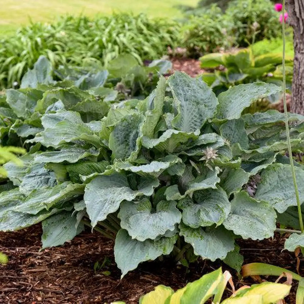 PW® Shadowland® Diamond Lake Hosta 1 GALLON Perennial
