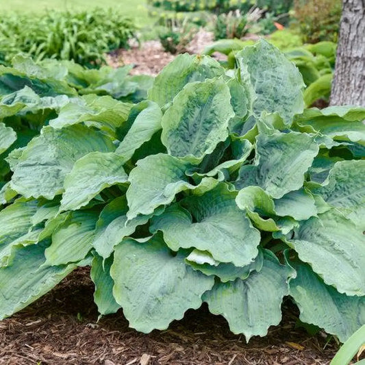 PW® Shadowland® Diamond Lake Hosta 1 GALLON Perennial