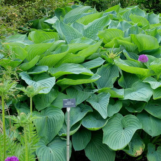 PW® Shadowland® Empress Wu Hosta 1 GALLON Perennial