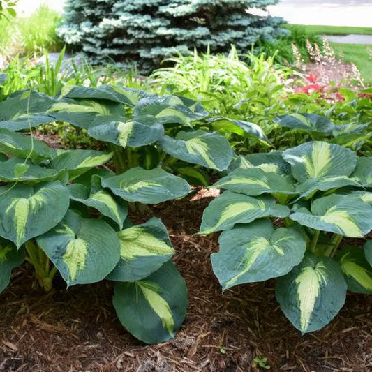 PW® Shadowland® Hudson Bay Hosta 1 GALLON Perennial