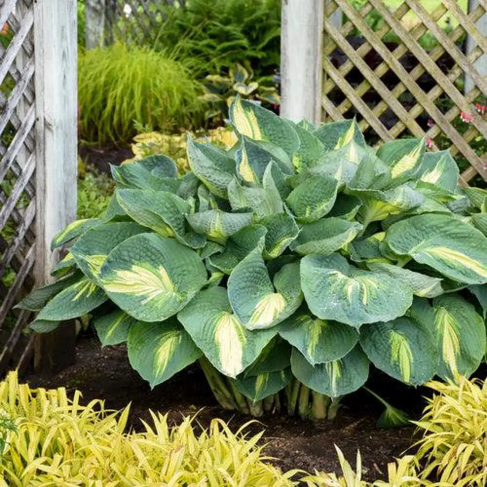 PW® Shadowland® Hudson Bay Hosta 1 GALLON Perennial