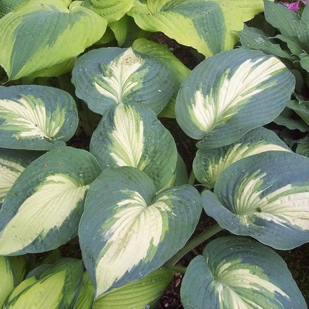 PW® Shadowland® Hudson Bay Hosta 1 GALLON Perennial