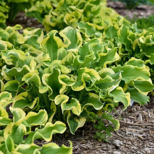 PW® Shadowland® Wheee! Hosta 1 GALLON Perennial