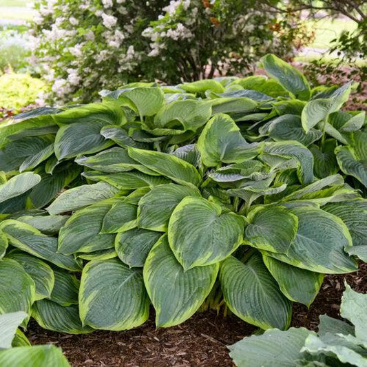 PW® Shadowland® Wu-La-La Hosta 1 GALLON Perennial