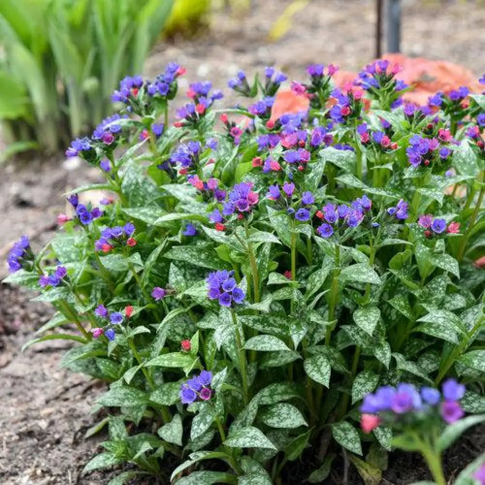 PW® Spot On Lungwort 1 GALLON Perennial