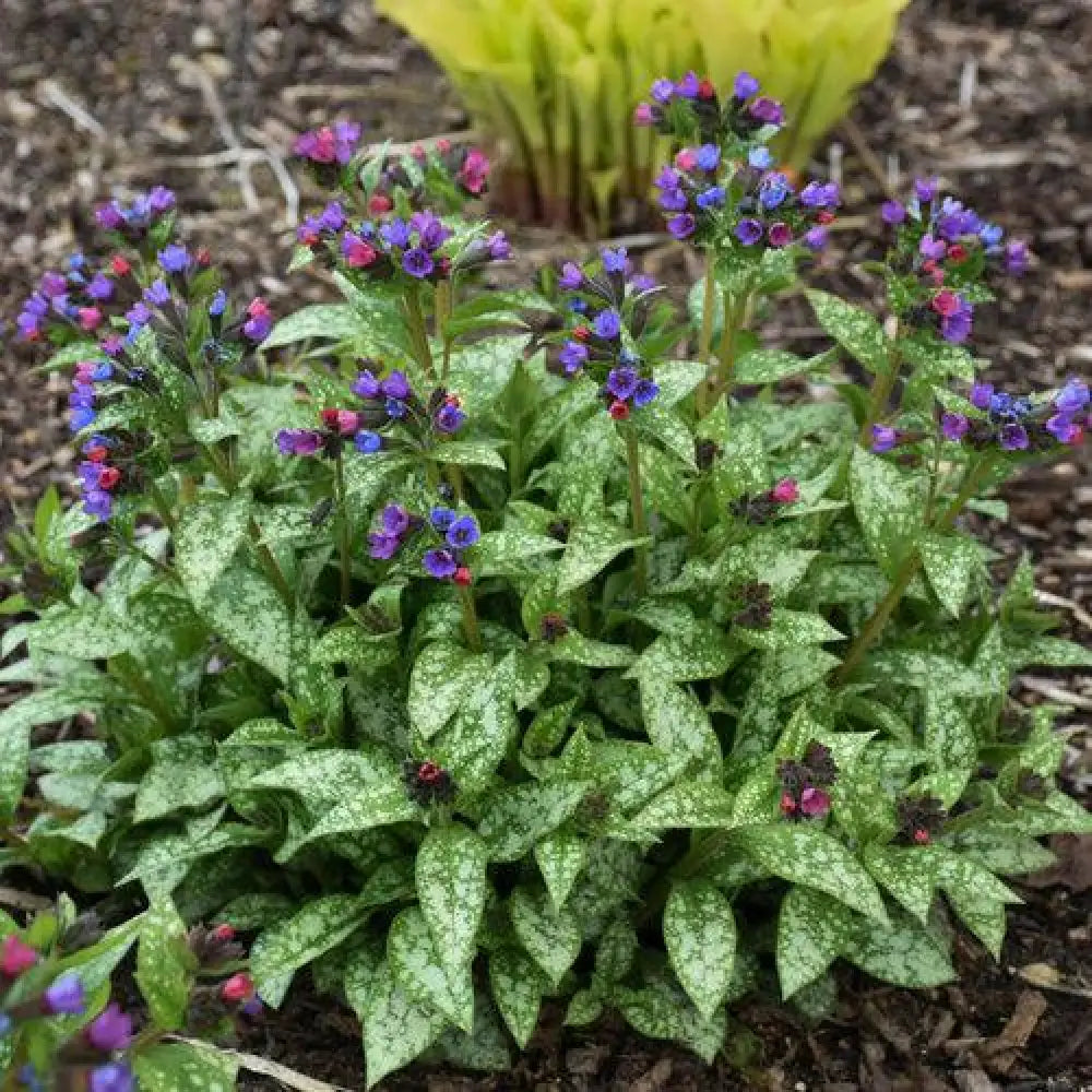 PW® Spot On Lungwort 1 GALLON Perennial