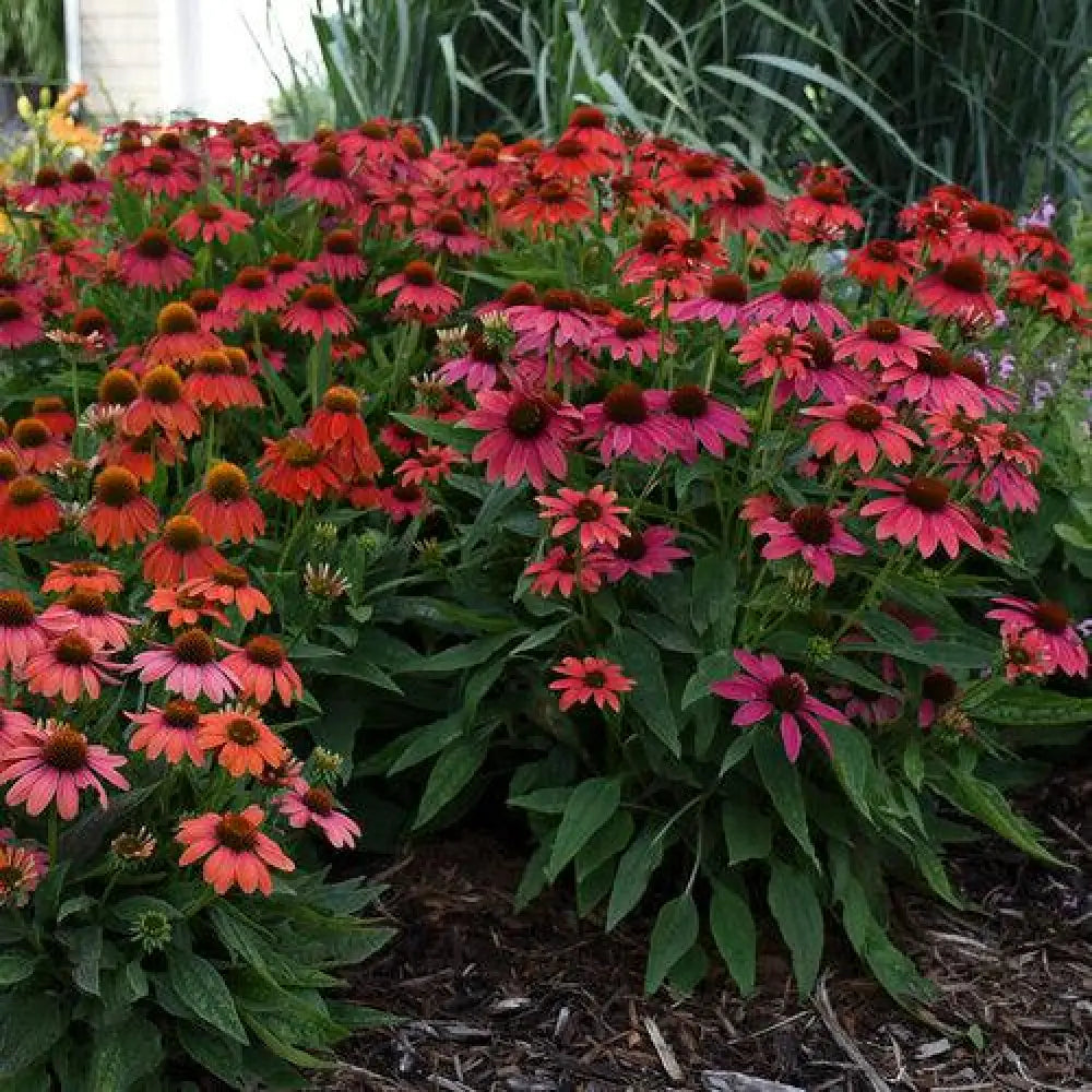 PW® Summersong™ Firefinch™ Coneflower 1 GALLON Perennial
