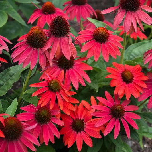 PW® Summersong™ Firefinch™ Coneflower 1 GALLON Perennial