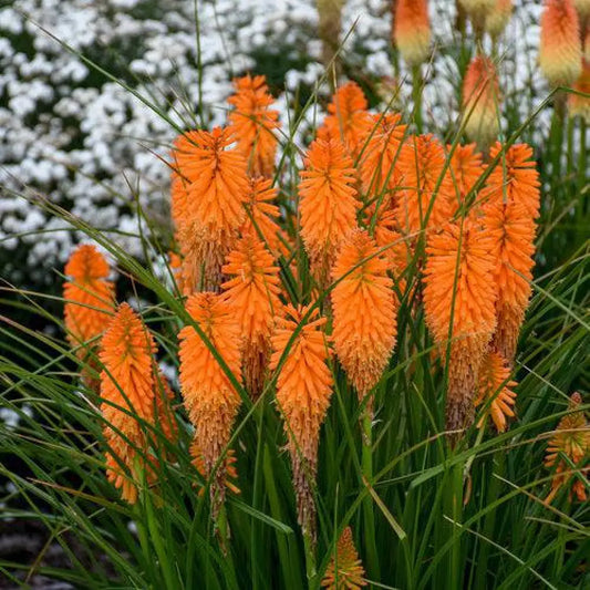 Pyromania® Blazing Orange Red Hot Poker Torch Lily 1 GALLON Perennial