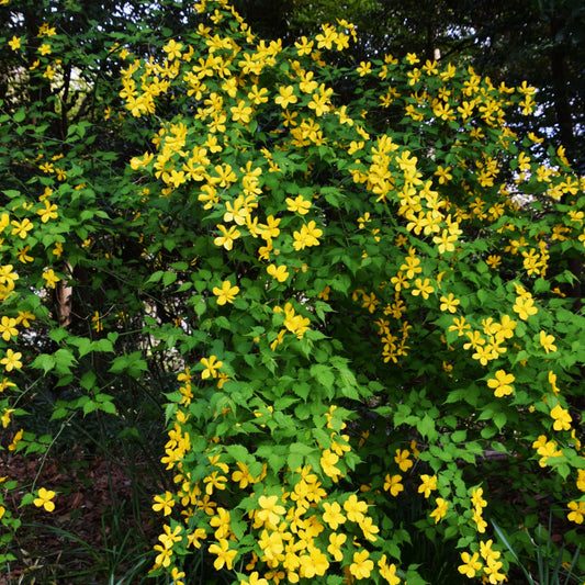 Golden Guinea Japanese Kerria