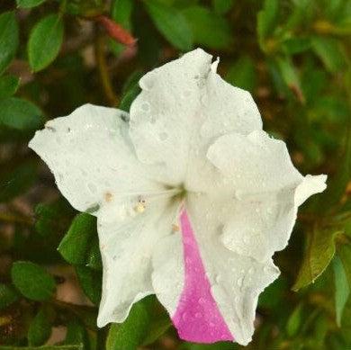 Rhododendron ‘Roblex’  - Encore® Autumn Lily™ Azalea