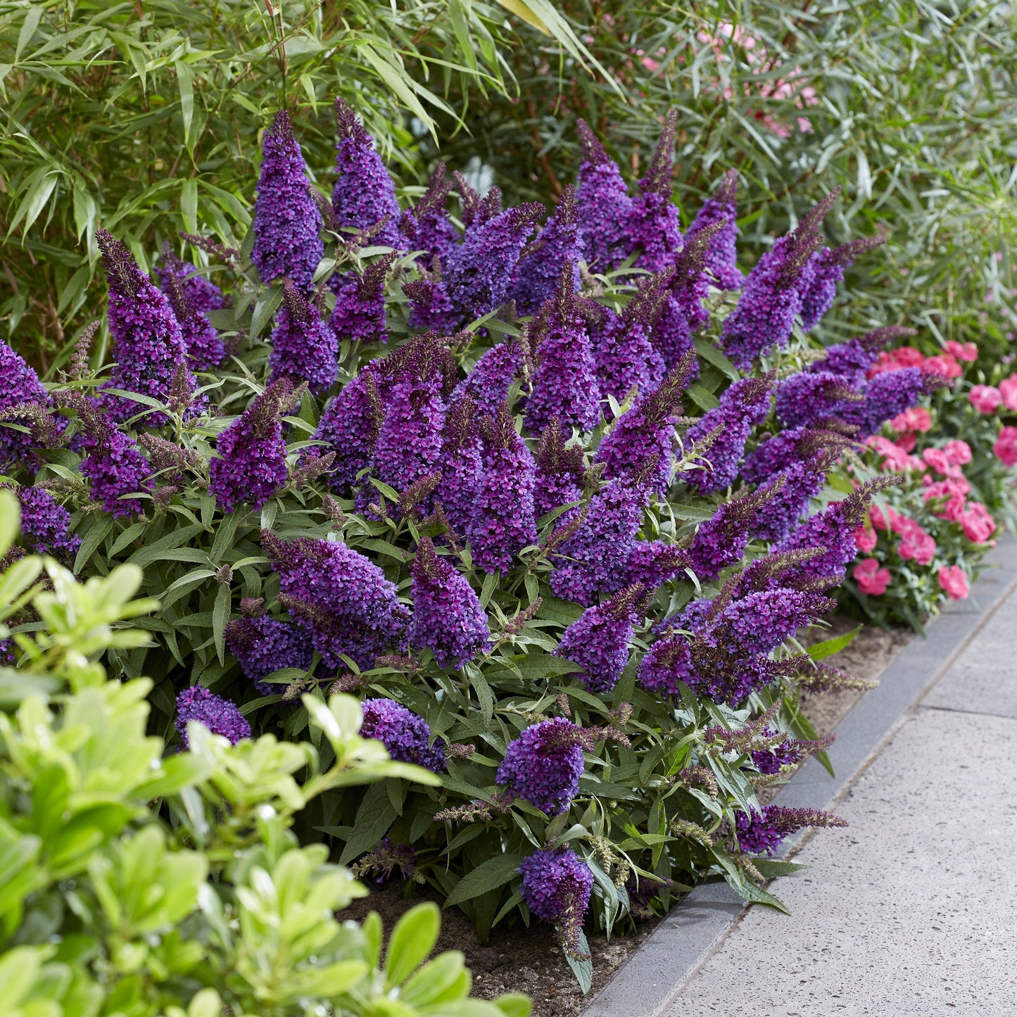 Buddleia davidii 'BotEx 001' PP34,515  - Butterfly Candy™ Li'l Grape™ Butterfly Bush