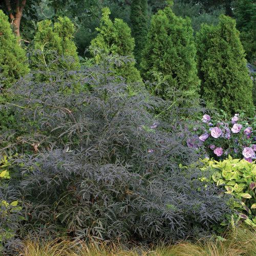 Black Lace® Elderberry