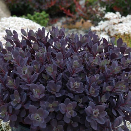 Sedum rupestre 'Pldaz2018'  - Sedum Sunsparkler® Plum Dazzled