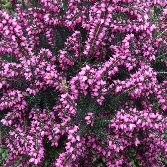 ica x darleyensis 'Kramers Rote'~ Kramer's Rote Heath