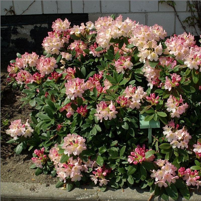Percy Wiseman Rhododendron