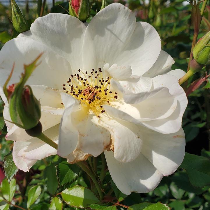 Rosa 'AAC333'  - Easy Elegance® Oscar Peterson™ Rose